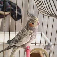 عروس هلندی تک و جفت گلباقالی و سینامون جفت