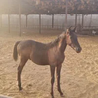 عرب خالص ایرانی