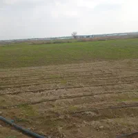 اجاره زمین برای کاشت پیاز غده