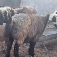 ۳راس میش داشتی ۲راس شیشک کشتاری