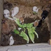 خرگوش|موش و خرگوش|شیراز, پودنک|دیوار