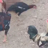 خروس لاری|حیوانات مزرعه|گرمسار, |دیوار