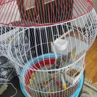 پرنده عروس هلندی|پرنده|شفت, |دیوار