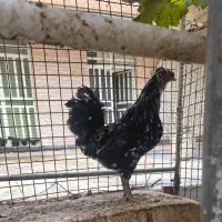 خروس گلین اصیل