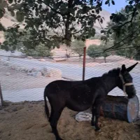 فروش یک رآس خر