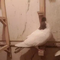 کبوتر|حیوانات|تربت‌حیدریه, پائین ولایت|دیوار