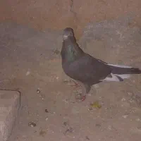 ۴تا کفتر جنگنده|پرنده|اسفراین, |دیوار