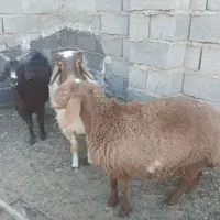 بره فروشی عروسک کله بور نر.وبورماده ست|حیوانات مزرعه|سرایان, |دیوار