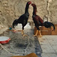 خروس لاری|حیوانات مزرعه|تهران, اتابک|دیوار