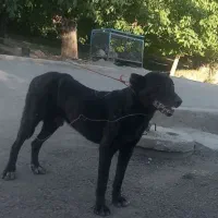 سگ سرابی