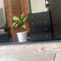 همخونه-میشم