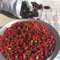 فلفل و بادمجان عمده سر مزرعه