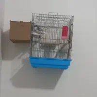 جفت هلندی عتیقه شرط تخم بچ|پرنده|شوشتر, |دیوار