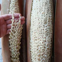 گرده درخت نخل نر