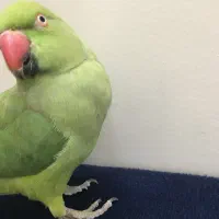 طوطی ملنگو نر معاوضه با قناری یا سهره|پرنده|تهران, جوادیه تهرانپارس|دیوار