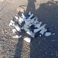 فروش کبوترتعداد20عددقیمت8 میلیون