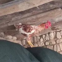 خروس