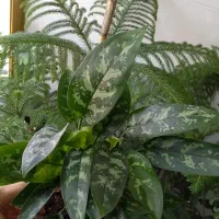 گیاه کاج مطبق|خدمات باغبانی و درختکاری|مراغه, |دیوار