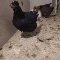 مرغ رسمی اصیل