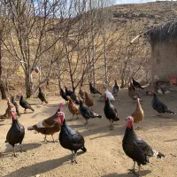 فروش بوقلمون