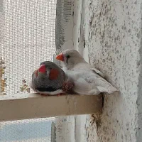 چند جفت فنچ خانگی سالم