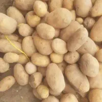 سیب زمینی فقط 50 کیلو مانده