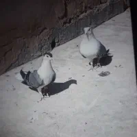 نر وماده دمگیر ونر زره چند تا تهرانی واصفهانی