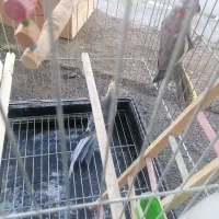 پرنده عروس هلندی
