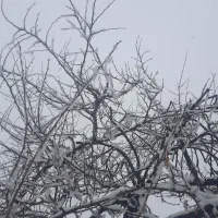 فروش زمین مسکونی ۱۱ قصب دارای سند تک برگ سبز رنگ