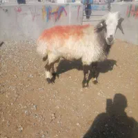 قوچ‌بختیاری‌کیلو‌۲۶۰مقطوع