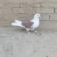 کبوتر|حیوانات|چناران, |دیوار