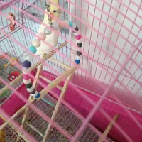 طوطی عروس ماده|پرنده|فومن, |دیوار