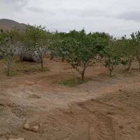 فروش-باغ