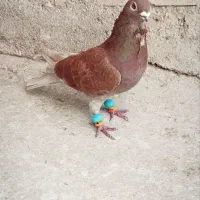 قرگی نر فری پرشی