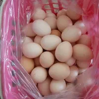 تخم مرغ محلی کاملا ارگانیک،تازه و خوشمزه
