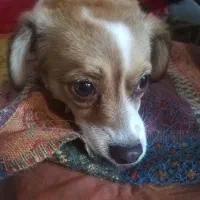 سگ. پیداشده