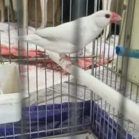 فنچ نرگسی مولد روی تخم معاوضه با قناری|پرنده|تهران, نیروی دریایی|دیوار