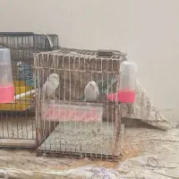 ۵عدد مرغ عشق