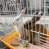 خرگوش