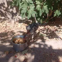 جوجه لاری|حیوانات مزرعه|باخزر, |دیوار