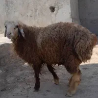 بره نر