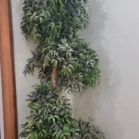 گل تزیینی|گل و گیاه طبیعی|یزد, |دیوار