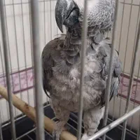 کاسکو شعر خان ۵۰۰ کلام باهوش ۴ ساله|پرنده|تهران, جیحون|دیوار