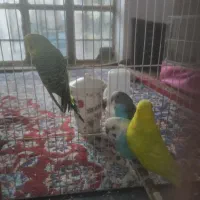 مرغ عشق معاوضه با مینا