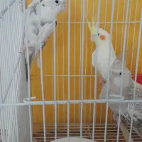 عروس فروش فوری|پرنده|مشهد, رضاییه|دیوار