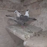 کفتر پرشی کربلی|پرنده|قوچان, |دیوار