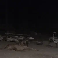 جهت نصل کشی سگ سرابی نر