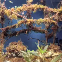 اکواریوم  ۸۰سانتی ب همراه کمد|ماهی|رباط‌کریم, نصیرشهر|دیوار