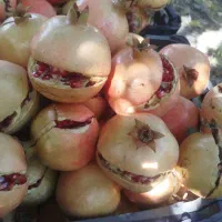انار خندون در جه یک