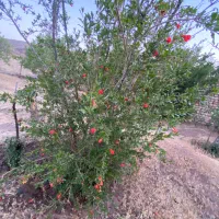 با-پول-یه-تیبا-باغ-بارده-300متری-بخر